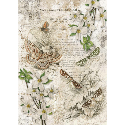 "Naturalist Library."  Decoupage Queen -Decoupage Rice Papers in Size A3 -measures 11.7" x 16.5."  Available at Milton's Daughter.