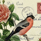 "Red Belly Bird" decoupage paper by Monahan Papers available at Milton's Daughtter