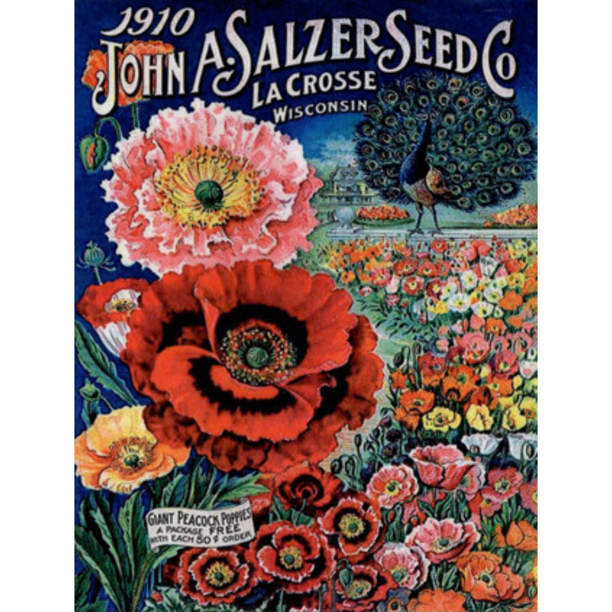 "John A. Salzer Seed Co.-Giant Peacock Poppies" TT103 decoupage rice paper by Calamabour. Size A4 available at Milton's Daughter.