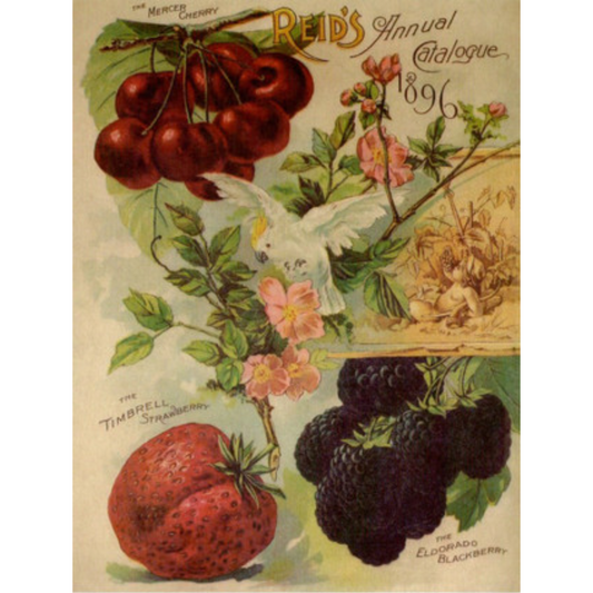 "Reid's Annual Catologue-Mercer Cherry Fruits 1897" TT51 - decoupage rice paper by Calambour. Size A4 available at Milton's Daughter.