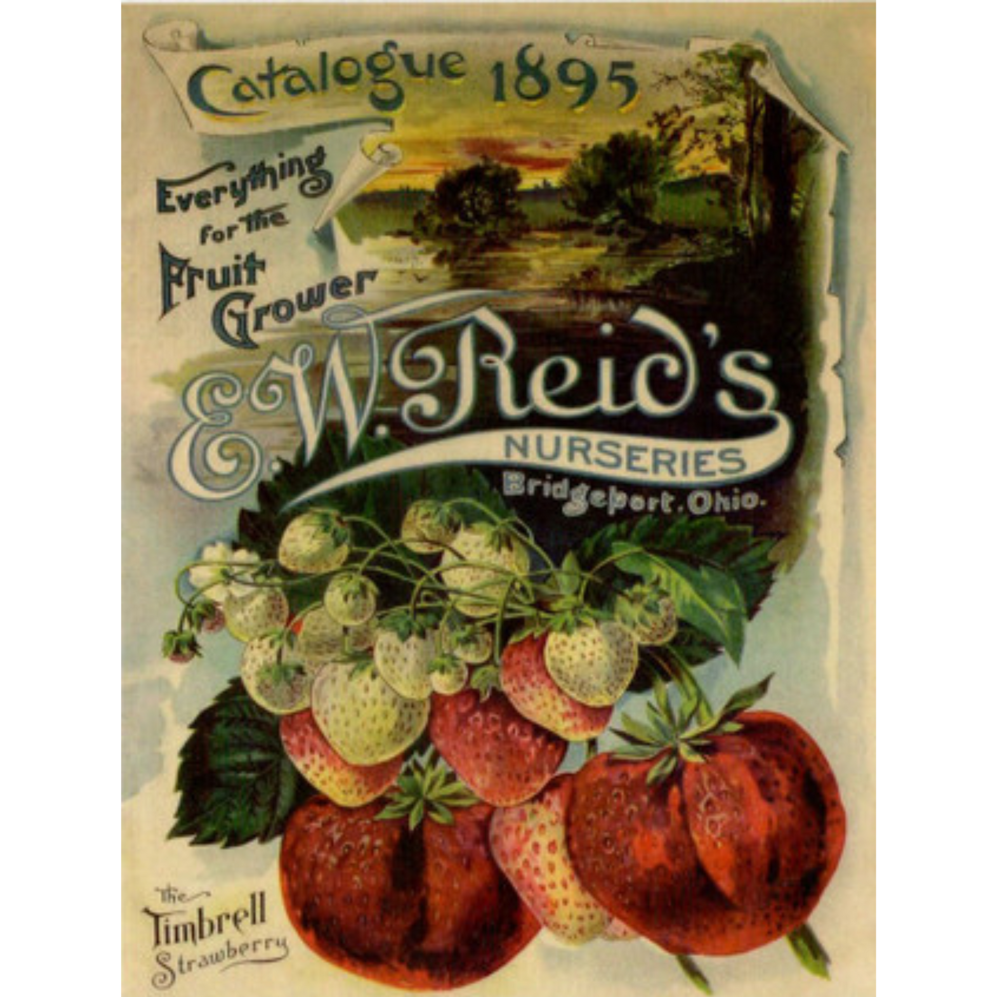 "EW Reid's Nurseries-The Timbrell Strawberry 1895" decoupage rice paper by Calambour. Size A4 available at Milton's Daughter.