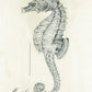Monahan Papers "The Sea Horse" 11" x 17" Sea Horse etching, antique nautical motif. Aged paper for decoupage and mixed media art available at Milton's Daughter