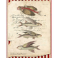 Flying Fish X287-Decoupage Paper by Monahan Papers.  11" x 17" available at Milton's Daughter.