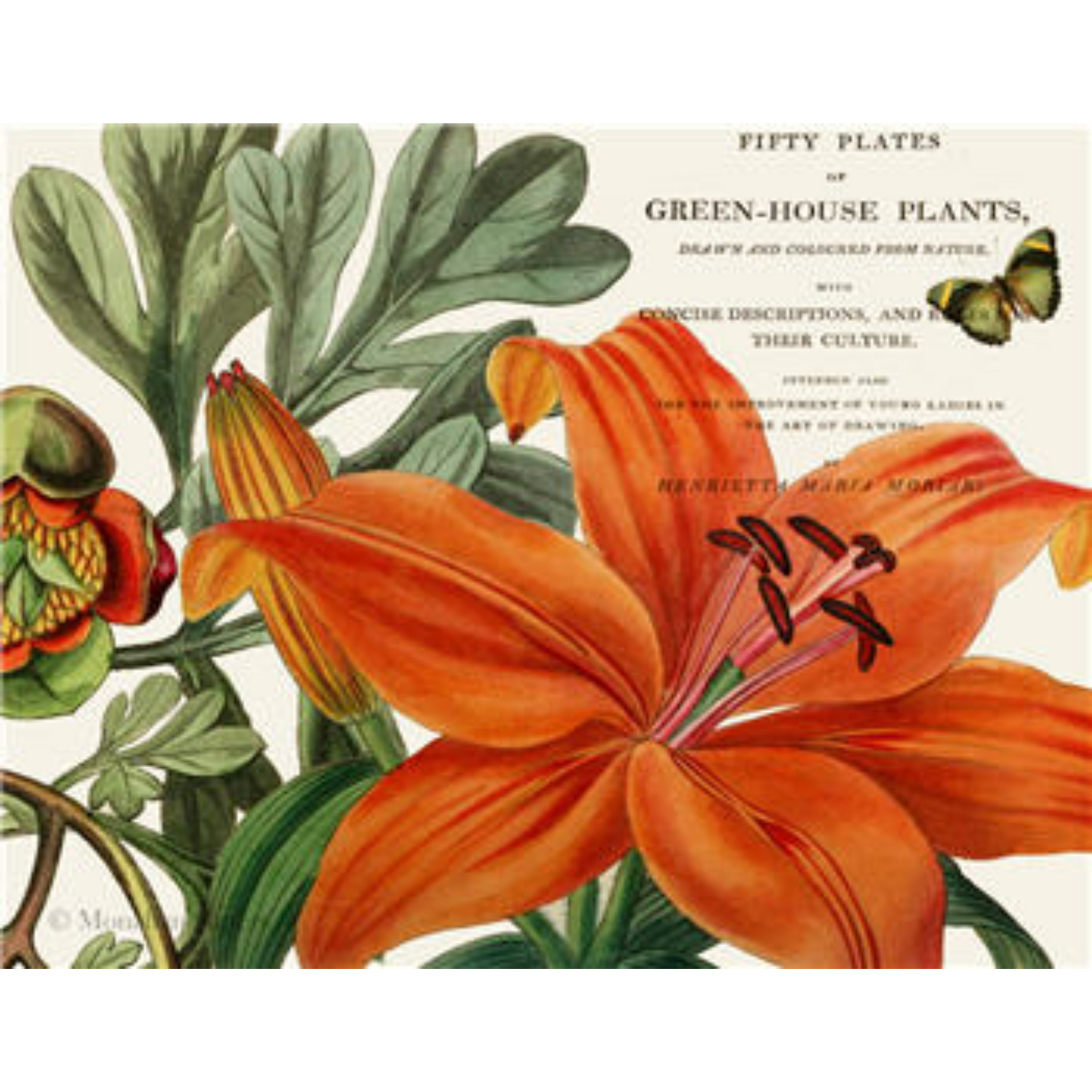 Orange Lily & Butterfly - Floral Decoupage Paper by Monahan Papers. 11" x 17" available at Milton's Daughter.