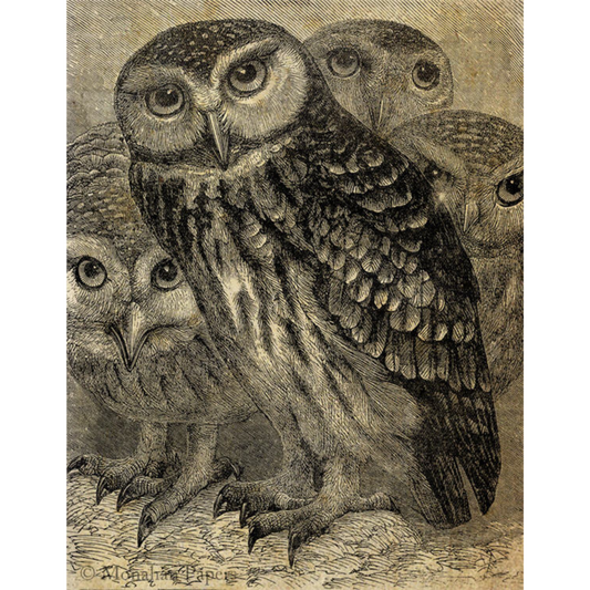 Monahan Papers "A Gathering of Owls" 11" x 17" aged paper for decoupage and mixed media art available at Milton's Daughter
