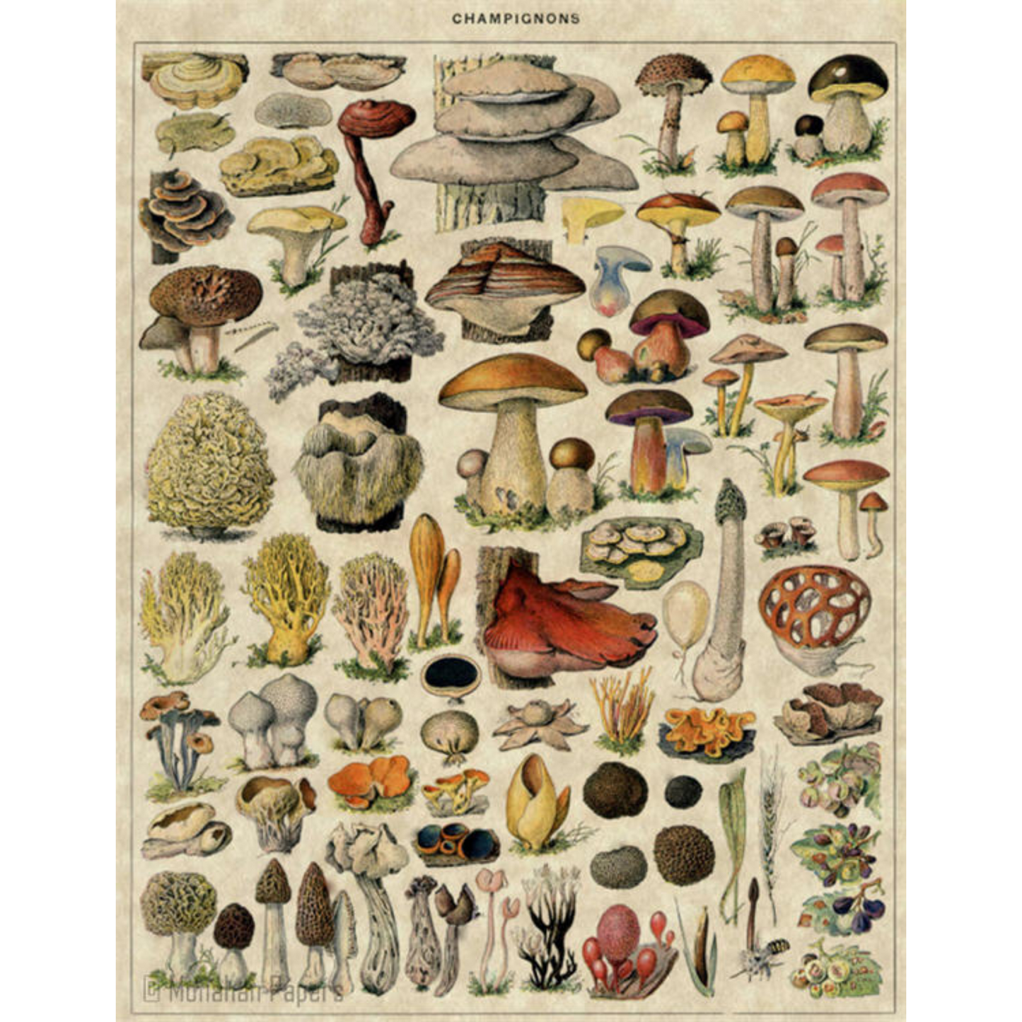 Champignons-Mushrooms-Decoupage Paper by Monahan Papers. Size 11" x 17" available at Milton's Daughter.