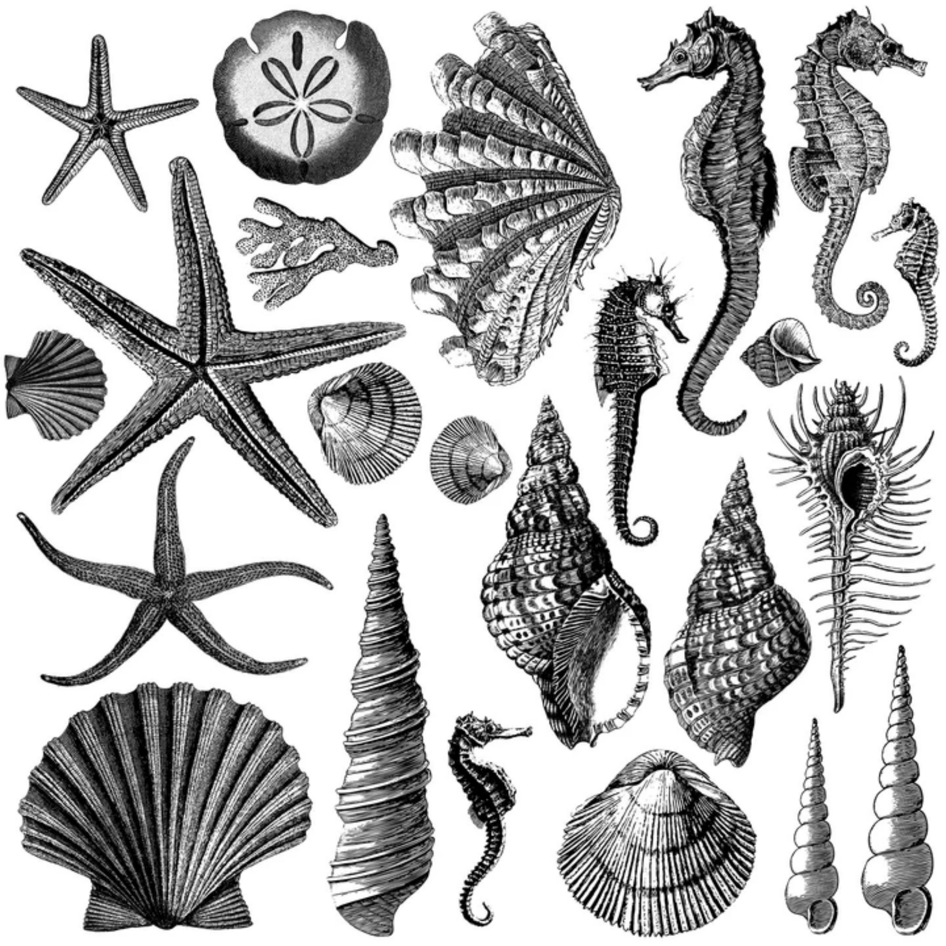 Stamp of multiple sea shell patterns includes conch shells, scallops, oyster shells, starfish, seaweed, sand dollars, sea horses at Milton's Daughter.